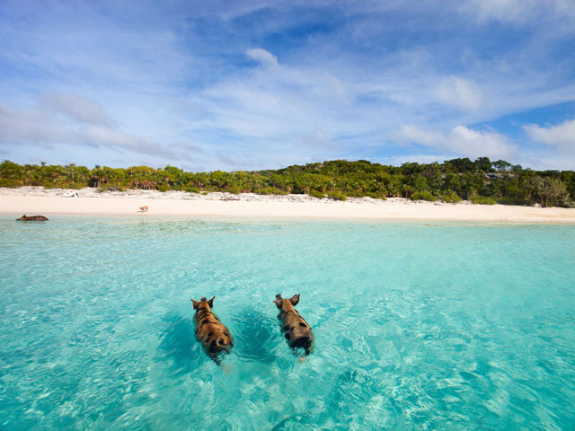 Bãi biển Heo, Bahamas: Tại đây, bạn sẽ được bơi lội cùng... những chú heo! Nơi đây còn được gọi tên là “Biển Heo” vì rất dễ dàng bắt gặp những chú heo đang bơi lội tung tăng trong nước.
